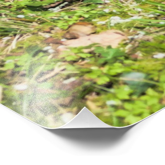 Voorbode van de lente foto afdruk (Hoek)