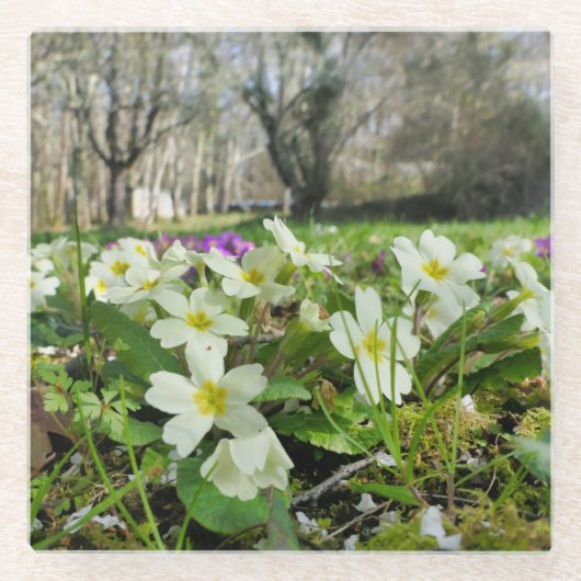 Voorbode van de lente glazen onderzetter (Voorkant)