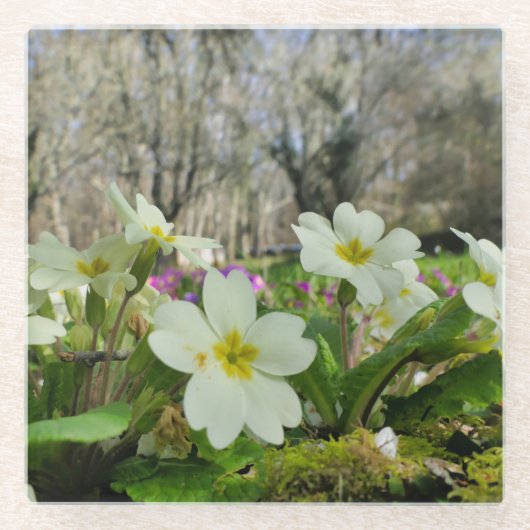 Voorbode van de lente glazen onderzetter (Voorkant)