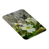 Voorbode van de lente magneet (Rechterzijde)