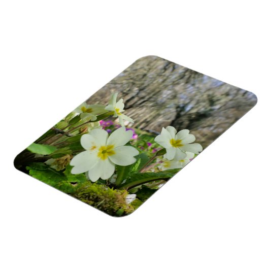 Voorbode van de lente magneet (Linkerzijde)