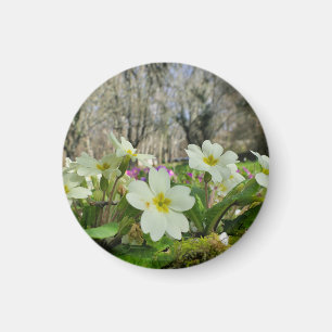 Voorbode van de lente magneet