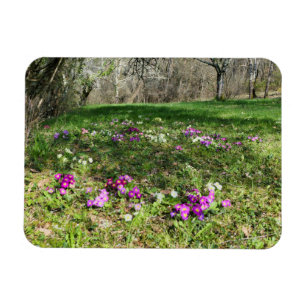 Voorbode van de lente magneet