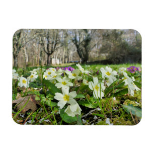 Voorbode van de lente magneet