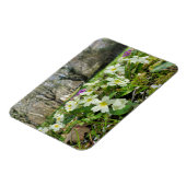 Voorbode van de lente magneet (Linkerzijde)