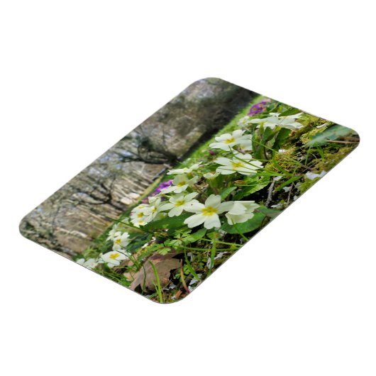 Voorbode van de lente magneet (Linkerzijde)