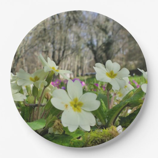 Voorbode van Spring Paper Bord (Voorkant)