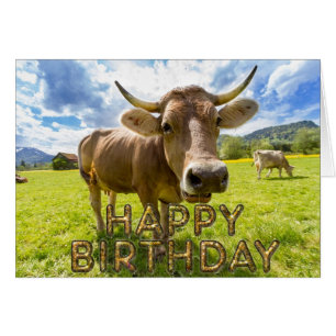 Voorgrondcurieuze koe