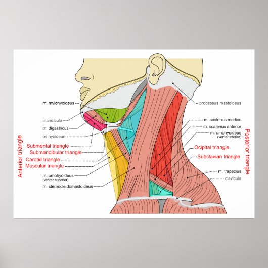 Voorhoeken en achterhoeken van de halsspieren poster (Voorkant)
