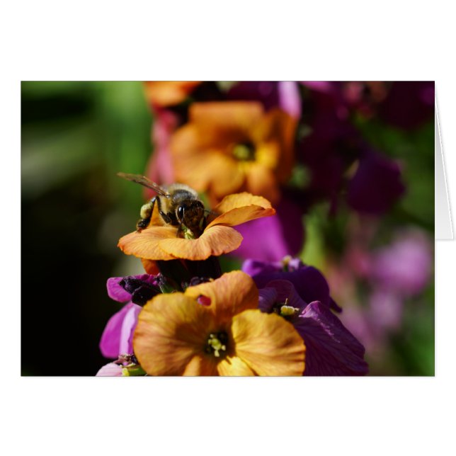 Voorjaarsbijenspelden! (Voorkant Horizontaal)