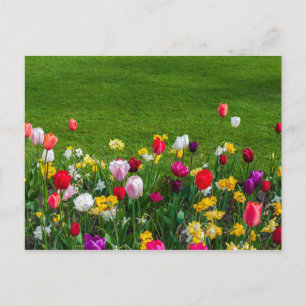 Voorjaarsbloemen briefkaart