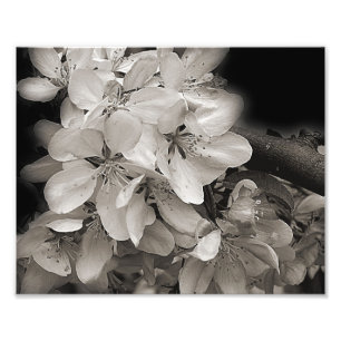 Voorjaarsbloesems van appelbloesems in zwart en wi foto afdruk