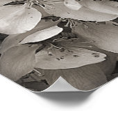 Voorjaarsbloesems van appelbloesems in zwart en wi poster (Hoek)