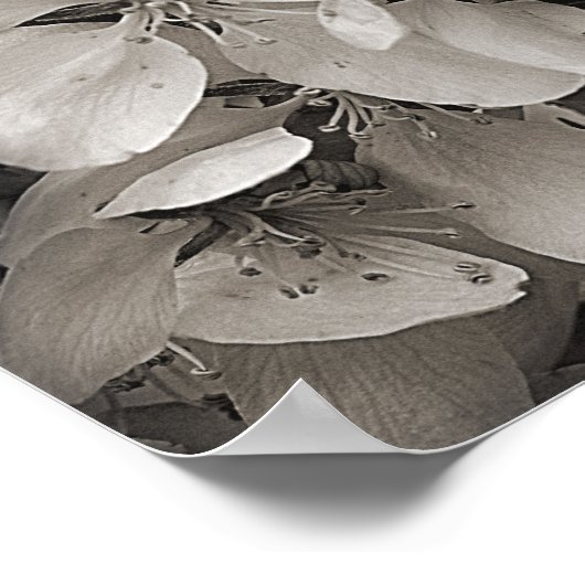 Voorjaarsbloesems van appelbloesems in zwart en wi poster (Hoek)