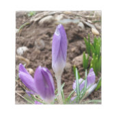 Voorjaarscrocussen Notitieblok (Voorkant)