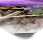 Voorjaarscrocussen Poster (Hoek)