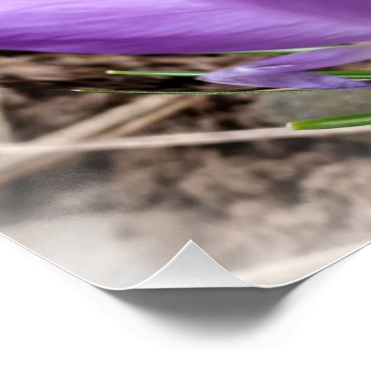 Voorjaarscrocussen Poster (Hoek)