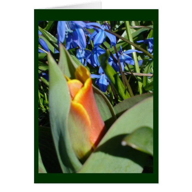 voorjaarsontwaking (Voorkant)