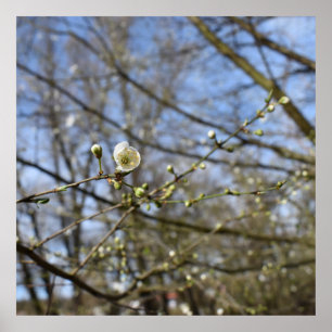 Voorjaarsontwaking Poster