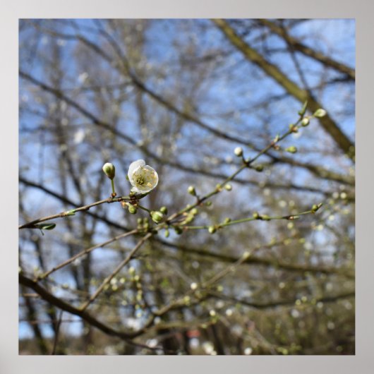 Voorjaarsontwaking Poster (Voorkant)