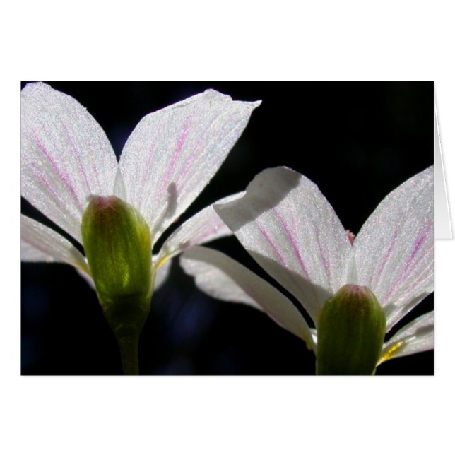 Voorjaarsschoonheden: Er is een bloem. . . (Voorkant Horizontaal)