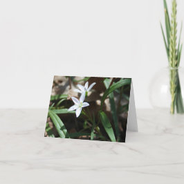 Voorjaarsschoonheidskaart (Claytonia virginica) Feestdagen Kaart