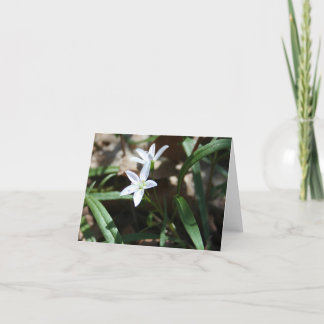 Voorjaarsschoonheidskaart (Claytonia virginica) Feestdagen Kaart