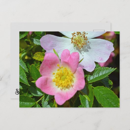 Voorjaarswensen Feestdagenkaart (Voorkant / Achterkant)