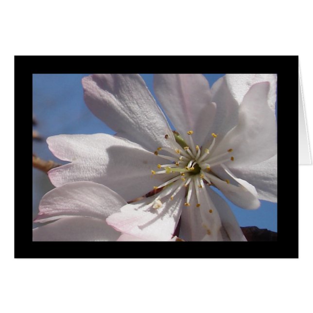 Voorlente bloesems II (Voorkant Horizontaal)