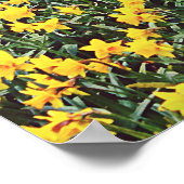 Voorlentevaldaffodilvelden Poster (Hoek)