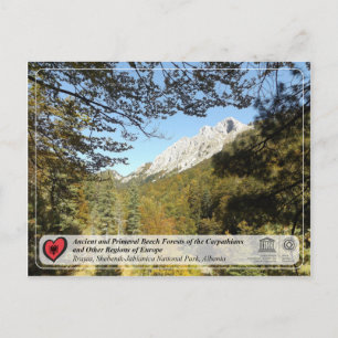Voormalig en Primeval Beech Forests - Rrajca Briefkaart