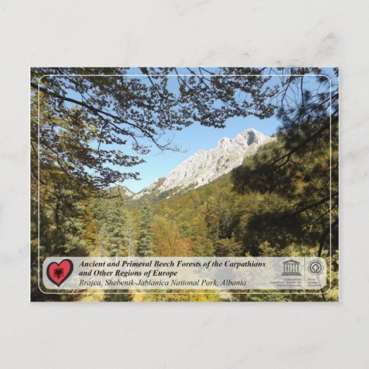 Voormalig en Primeval Beech Forests - Rrajca Briefkaart (Voorkant)