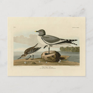 Voorstaartmeeuw van Audubon's Birds of America Briefkaart