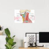 Voorste Achterste Driehoeken nek Anatomie Spieren Poster (Thuiskantoor)