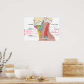 Voorste Achterste Driehoeken nek Anatomie Spieren Poster (Keuken)