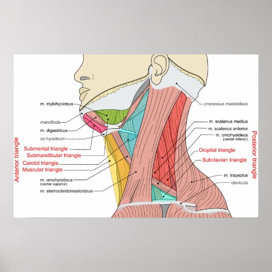 Voorste Achterste Driehoeken nek Anatomie Spieren Poster (Voorkant)