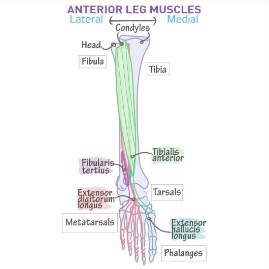 Voorste beenspieren DITKI magneet Sticker (Voorkant)