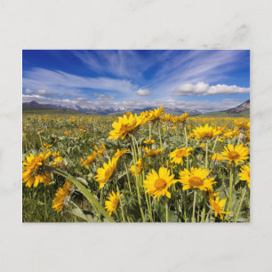 Voorste bergketen van de Rocky Mountains Briefkaart