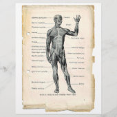 Voorste spieren Flyer (Voorkant)