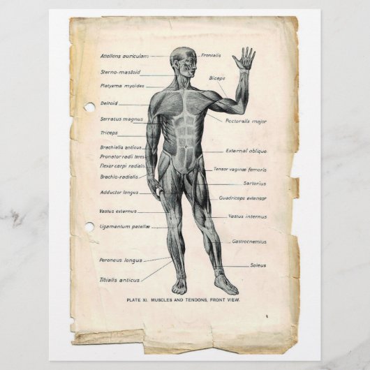 Voorste spieren Flyer (Voorkant)