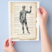 Voorste spieren Flyer (Hand)