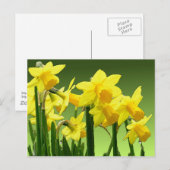 VOORTZETTING VAN DAFFODILS DOOR SHARON SHARPE BRIEFKAART (Voorkant / Achterkant)