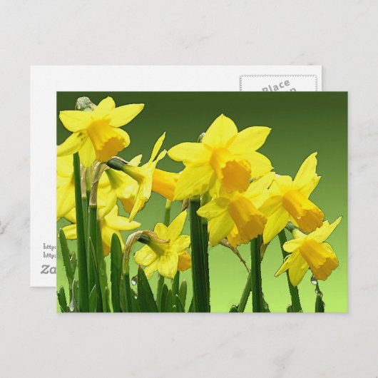 VOORTZETTING VAN DAFFODILS DOOR SHARON SHARPE BRIEFKAART (Voorkant / Achterkant)