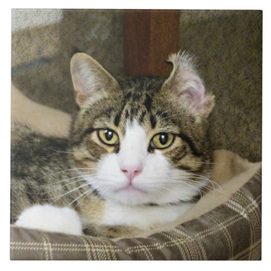 Voorzichtig Tegeltje (Voorkant)