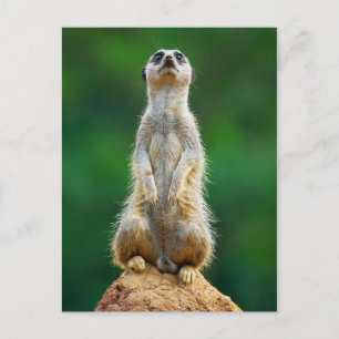 Voorziene loopwacht briefkaart