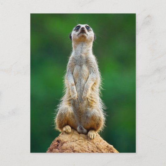 Voorziene loopwacht briefkaart (Voorkant)