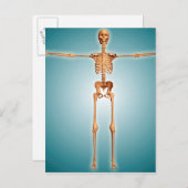 Voorzijde Uitzicht van het skeletstelsel van de me Briefkaart (Voorkant / Achterkant)