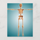 Voorzijde Uitzicht van het skeletstelsel van de me Briefkaart (Voorkant)