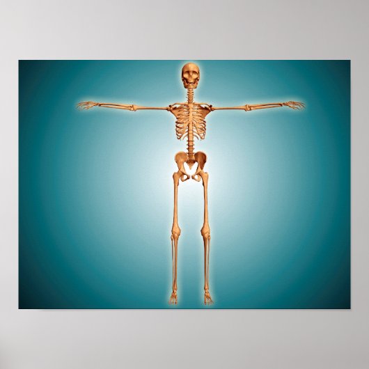 Voorzijde Uitzicht van het skeletstelsel van de me Poster (Voorkant)