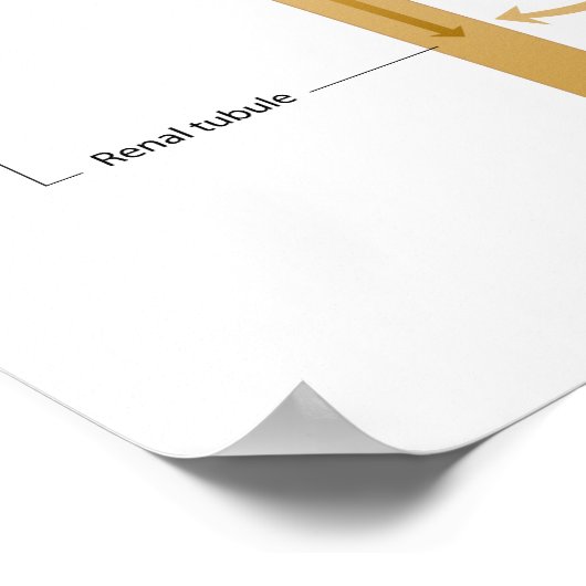 Vorming van urine-Poster Poster (Hoek)